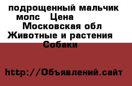 подрощенный мальчик мопс › Цена ­ 30 000 - Московская обл. Животные и растения » Собаки   